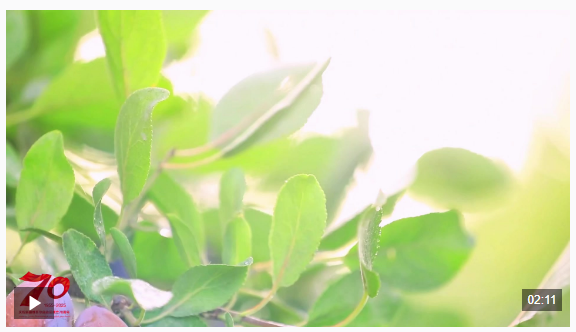 钱盈配 一颗小果子如何撬动百亿产值